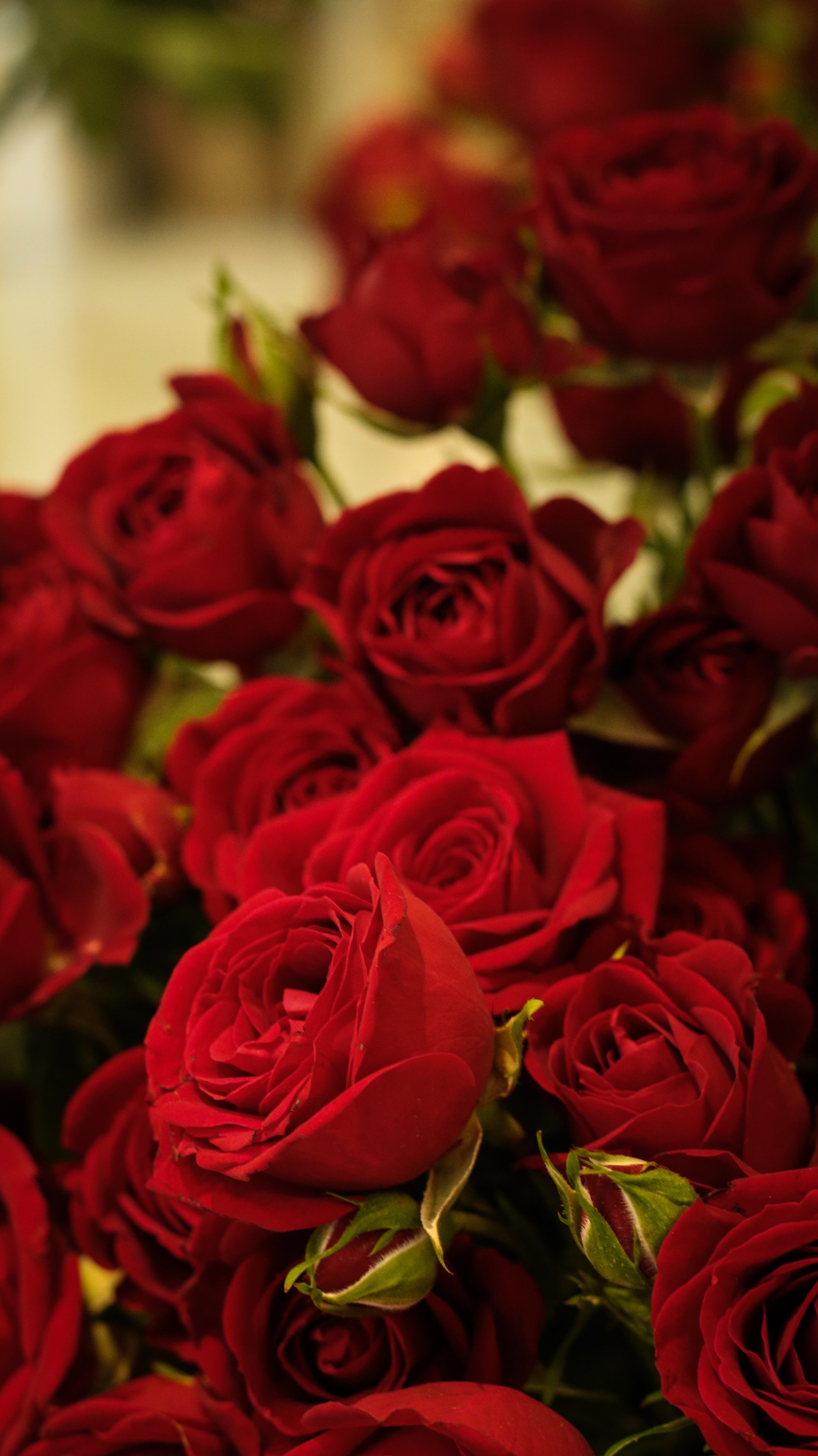 Roses